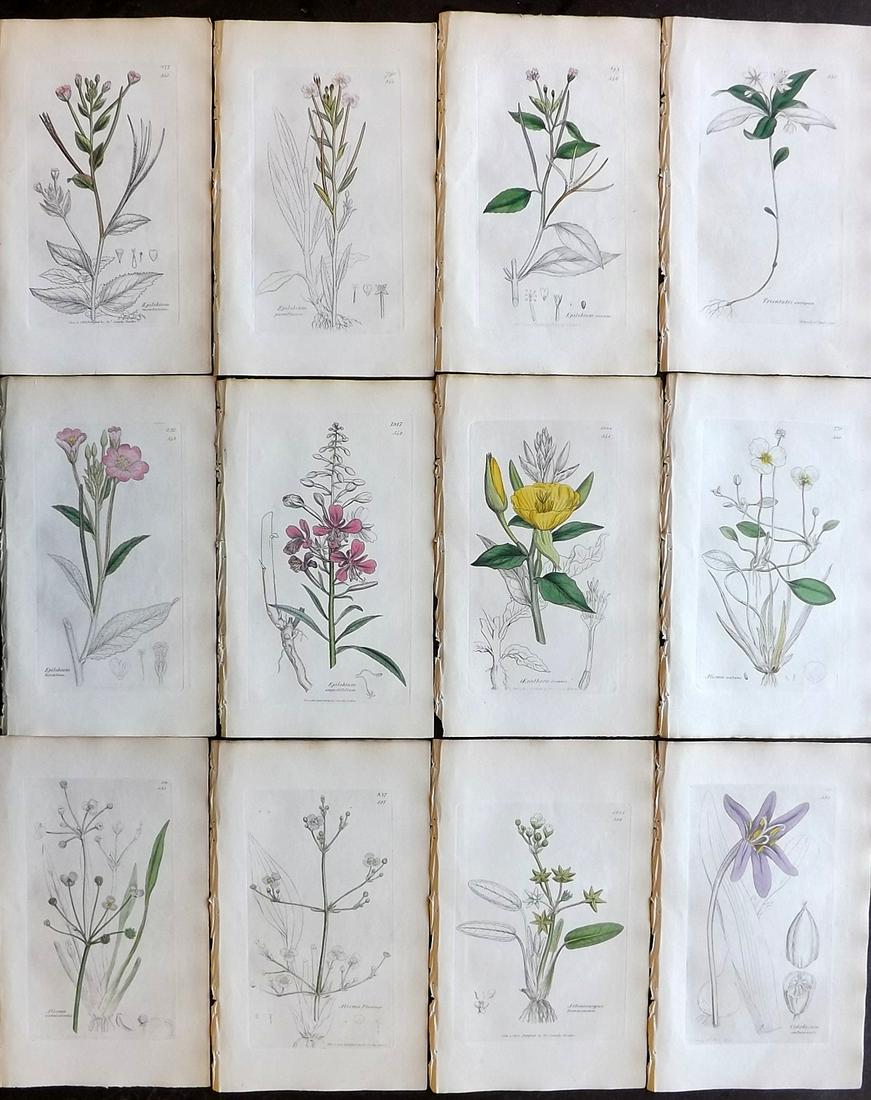 Sowerby, James 1836 Lot of 12 Part HCol Botanical: Partial Hand Coloured Etchings only (as issued) Published London, 1832-46 for "English Botany; or, Coloured Figures of British Plants…" Second Edition by James Sowerby and Edward Smith. Paper Size: 