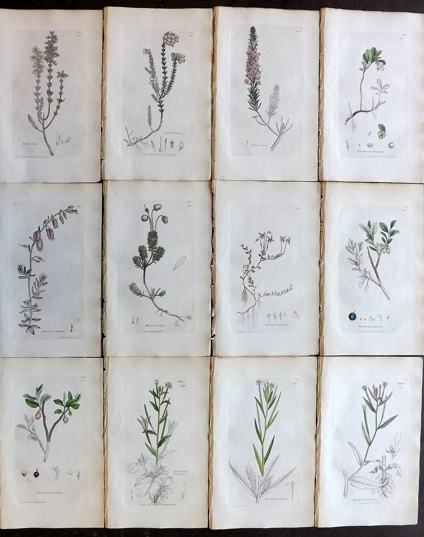 Sowerby, James 1836 Lot of 12 Part HCol Botanical: Partial Hand Coloured Etchings only (as issued) Published London, 1832-46 for "English Botany; or, Coloured Figures of British Plants…" Second Edition by James Sowerby and Edward Smith. Paper Size: 