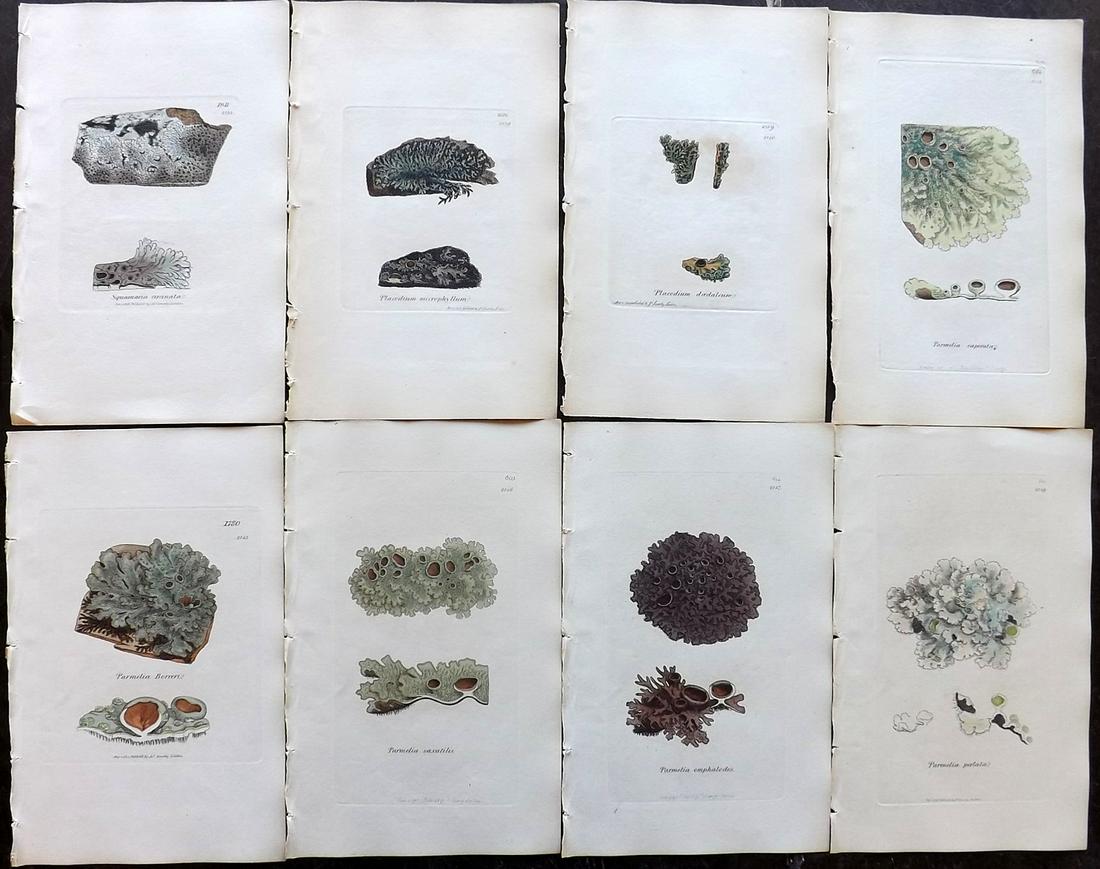 Sowerby, James 1846 Lot of 8 Hand Col Prints. Lichens: Full Hand Colored Etchings Published London, 1832-46 for "English Botany; or, Coloured Figures of British Plants…" Second Edition by James Sowerby and Edward Smith. Paper Size: 9 x 5.5 inch (23 x 14