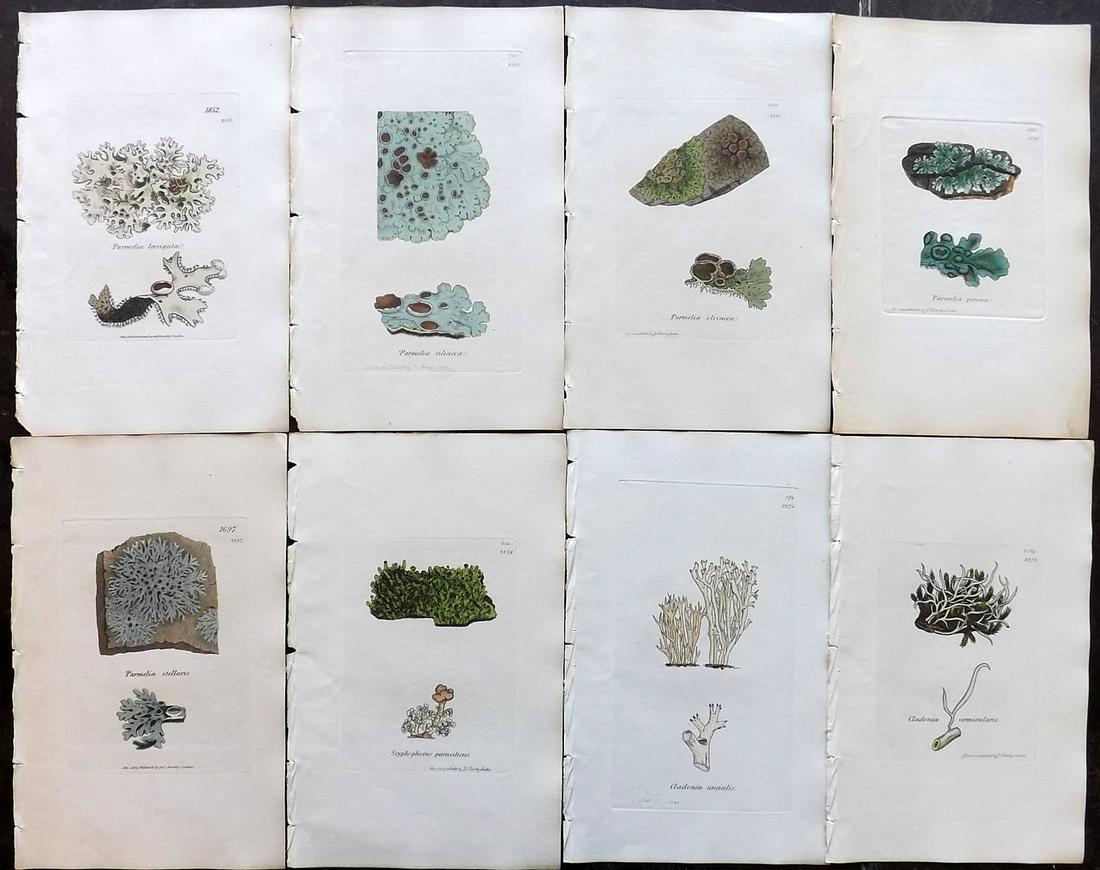 Sowerby, James 1846 Lot of 8 Hand Col Prints. Lichens: Full Hand Colored Etchings Published London, 1832-46 for "English Botany; or, Coloured Figures of British Plants…" Second Edition by James Sowerby and Edward Smith. Paper Size: 9 x 5.5 inch (23 x 14