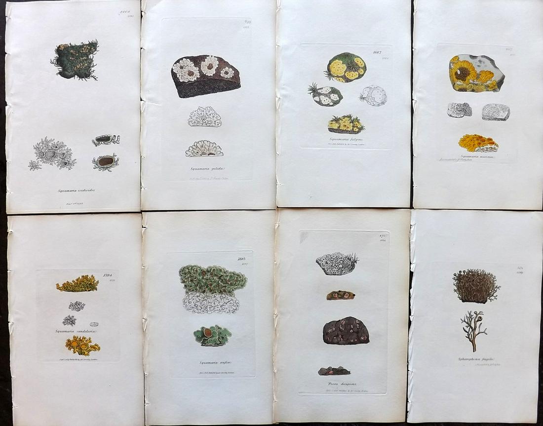Sowerby, James 1846 Lot of 8 Part HCol Prints. Lichens: Partial Hand Colored Etchings only (as issued) Published London, 1832-46 for "English Botany; or, Coloured Figures of British Plants…" Second Edition by James Sowerby and Edward Smith. Paper Size: 9
