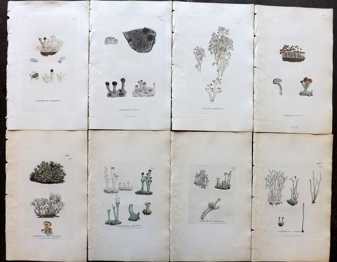 Sowerby, James 1846 Lot of 8 Part HCol Prints. Lichens: Partial Hand Colored Etchings only (as issued) Published London, 1832-46 for "English Botany; or, Coloured Figures of British Plants…" Second Edition by James Sowerby and Edward Smith. Paper Size: 9