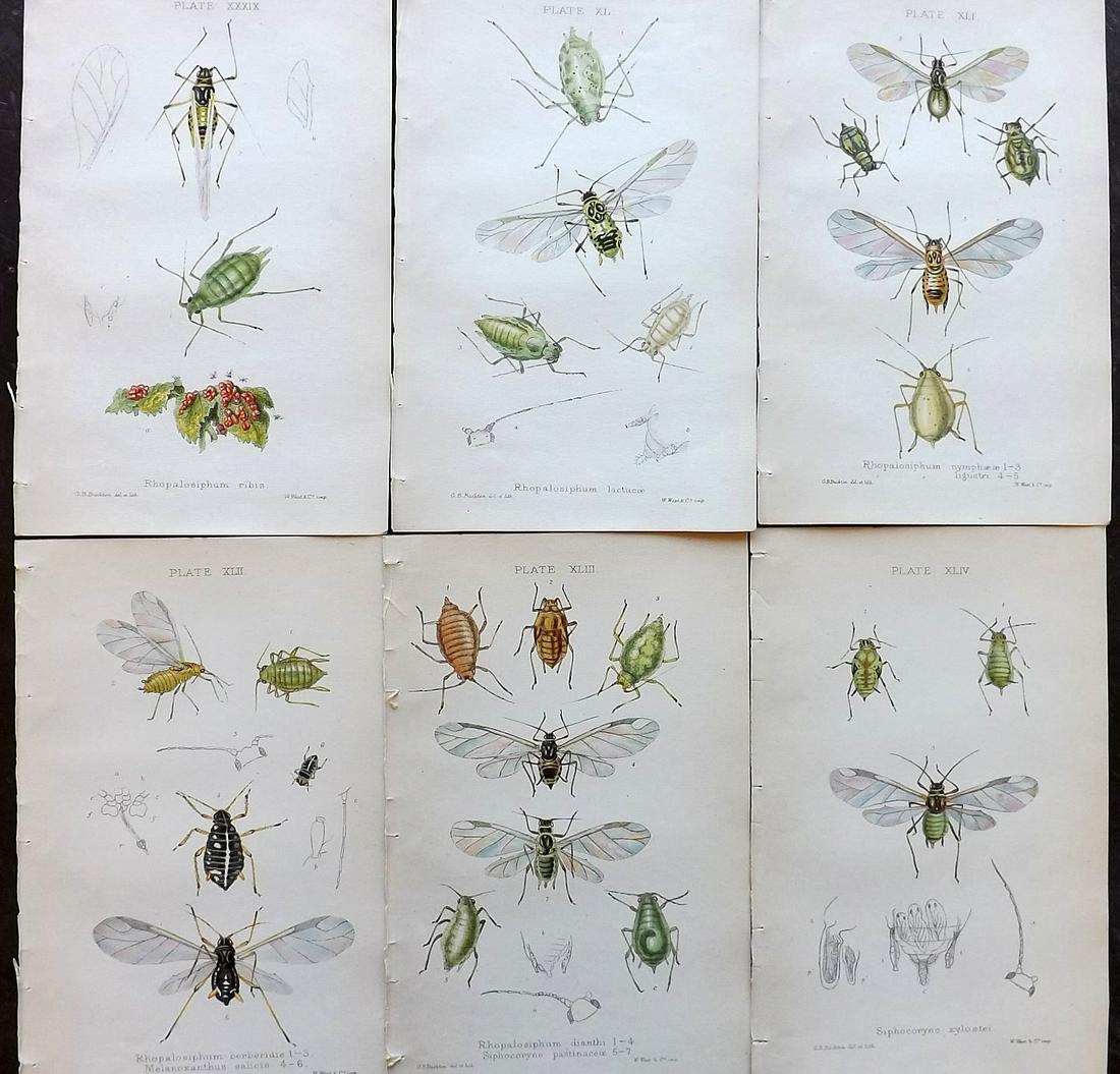 Buckton, George 1883 Lot of 6 Hand Col Insect Prints (1 of 2)