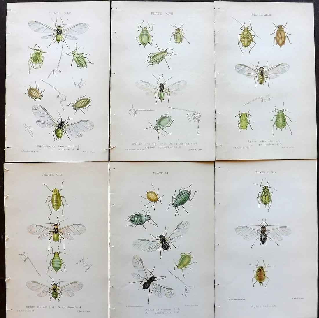 Buckton, George 1883 Lot of 6 Hand Col Insect Prints (1 of 2)