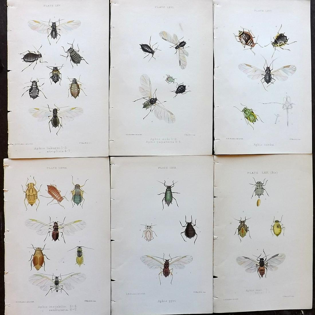 Buckton, George 1883 Lot of 6 Hand Col Insect Prints (1 of 2)