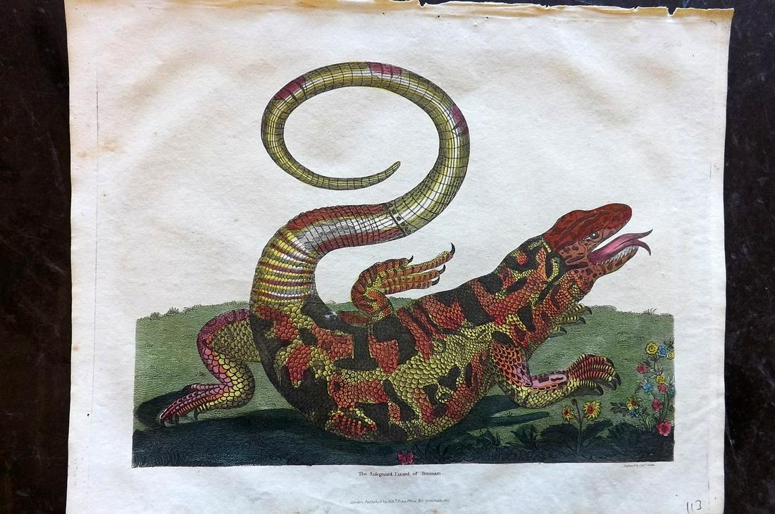Buffon & Smellie C1821 HC. Surinam Lizard, Maria Merian: After Maria Merian's Famous image. Hand Colored Copper Plate Published C1821 by Thomas Kelly, London for "A Natural History, General and Particular..." by The Comte de Buffon and William Smellie. Pape