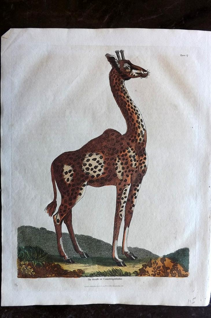 Buffon & Smellie C1821 HCol Print. Giraffe: Hand Colored Copper Plate Published C1821 by Thomas Kelly, London for "A Natural History, General and Particular..." by The Comte de Buffon and William Smellie. Paper Size: 10 x 8 inch (26 x 21cm) Goo