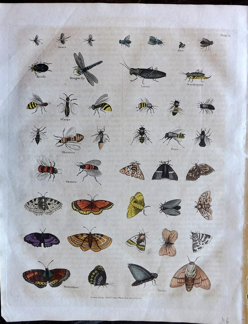 Buffon & Smellie C1821 HCol Print. Insects, Butterfly: Hand Colored Copper Plate Published C1821 by Thomas Kelly, London for "A Natural History, General and Particular..." by The Comte de Buffon and William Smellie. Paper Size: 10 x 8 inch (26 x 21cm) Ver