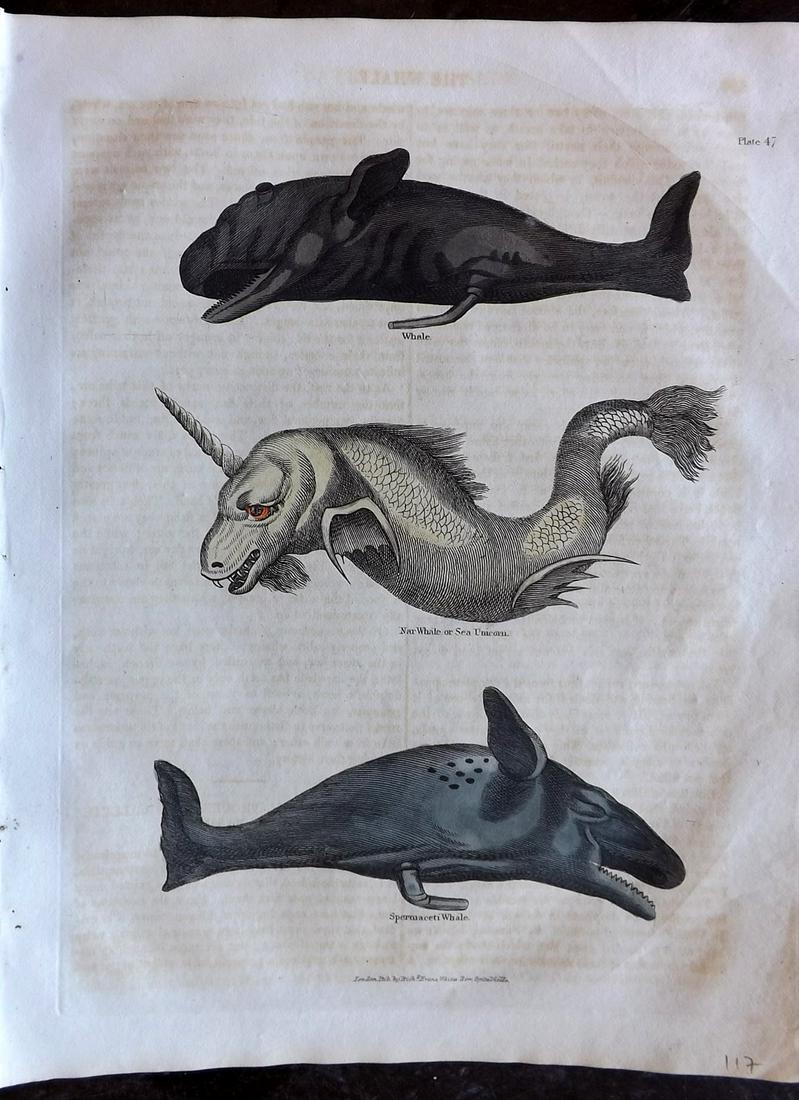 Buffon & Smellie C1821 HCol Print. Sea Unicorn, Whales: Hand Colored Copper Plate Published C1821 by Thomas Kelly, London for "A Natural History, General and Particular..." by The Comte de Buffon and William Smellie. Paper Size: 10 x 8 inch (26 x 21cm) Som