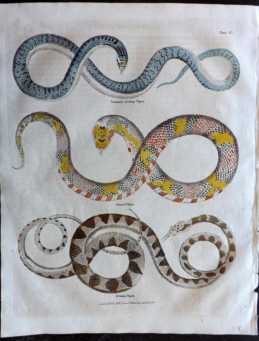 Buffon & Smellie C1821 HCol Print. Snakes: Hand Colored Copper Plate Published C1821 by Thomas Kelly, London for "A Natural History, General and Particular..." by The Comte de Buffon and William Smellie. Paper Size: 10 x 8 inch (26 x 21cm) Ver