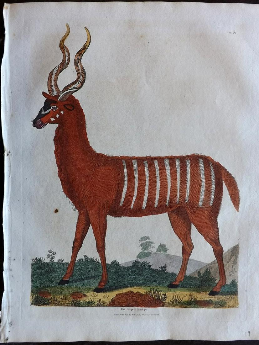 Buffon & Smellie C1821 HCol Print. Striped Antelope: Hand Colored Copper Plate Published C1821 by Thomas Kelly, London for "A Natural History, General and Particular..." by The Comte de Buffon and William Smellie. Paper Size: 10 x 8 inch (26 x 21cm) Ver