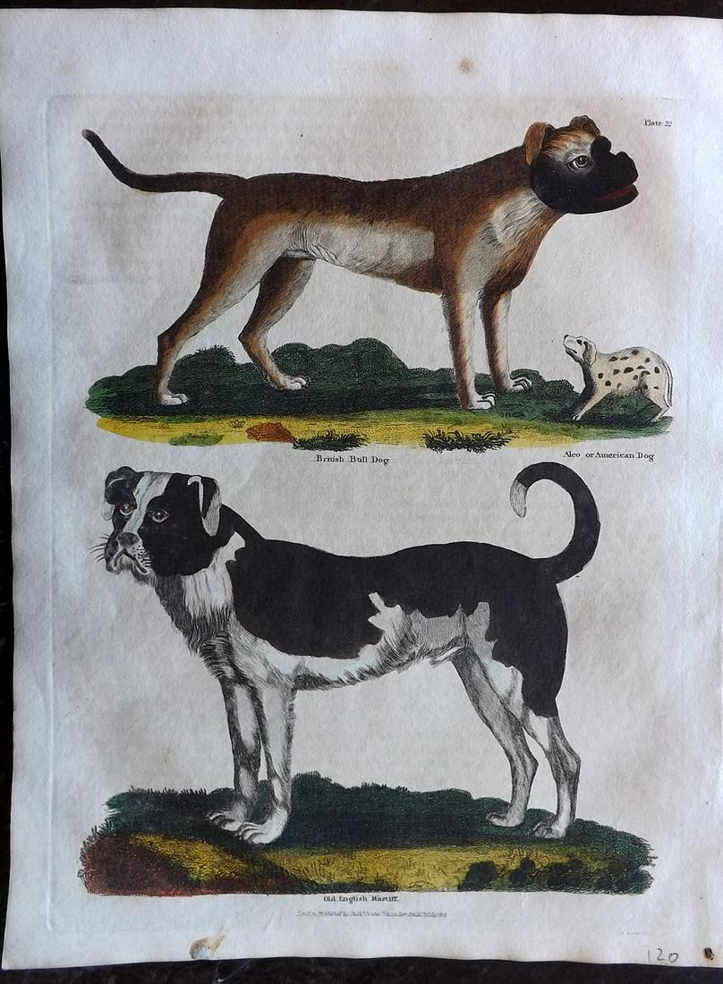 Buffon & Smellie C1821 HCol. British Bull Dog, Mastiff: Hand Colored Copper Plate Published C1821 by Thomas Kelly, London for "A Natural History, General and Particular..." by The Comte de Buffon and William Smellie. Paper Size: 10 x 8 inch (26 x 21cm) Goo