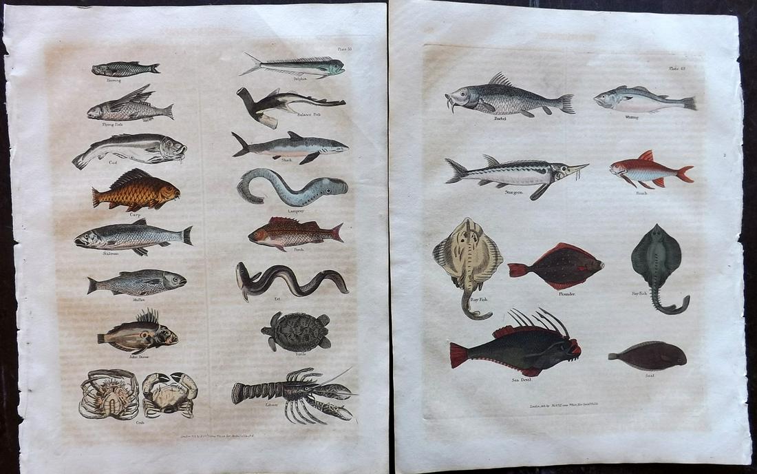 Buffon & Smellie C1821 Pair of Hand Col Fish Prints: Hand Colored Copper Plate Published C1821 by Thomas Kelly, London for "A Natural History, General and Particular..." by The Comte de Buffon and William Smellie. Paper Size: 10 x 8 inch (26 x 21cm) Som