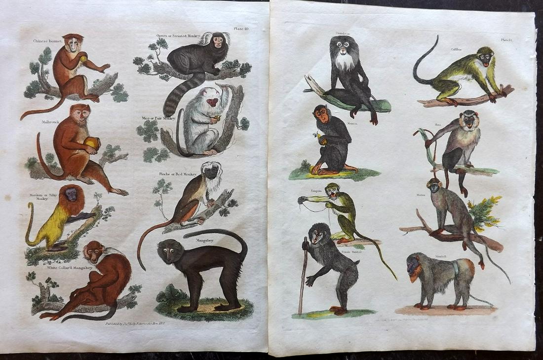 Buffon & Smellie C1821 Pair of Hand Col Monkey Prints: Hand Colored Copper Plate Published C1821 by Thomas Kelly, London for "A Natural History, General and Particular..." by The Comte de Buffon and William Smellie. Paper Size: 10 x 8 inch (26 x 21cm) Min