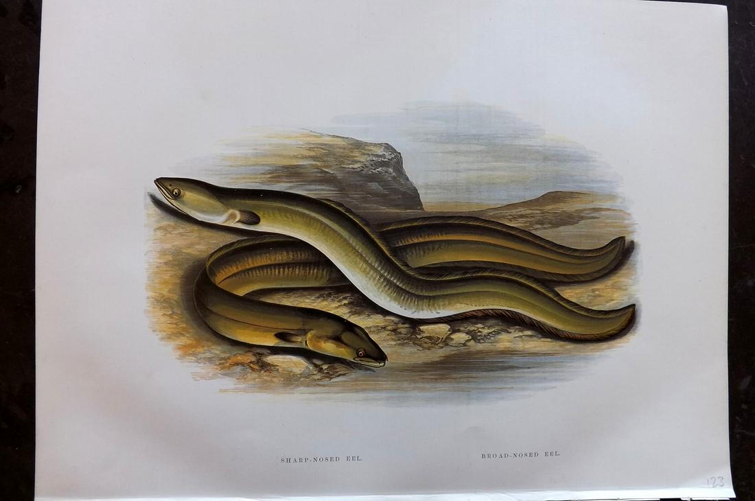 Houghton, William 1879 Folio Fish Print. Eels (1 of 2)
