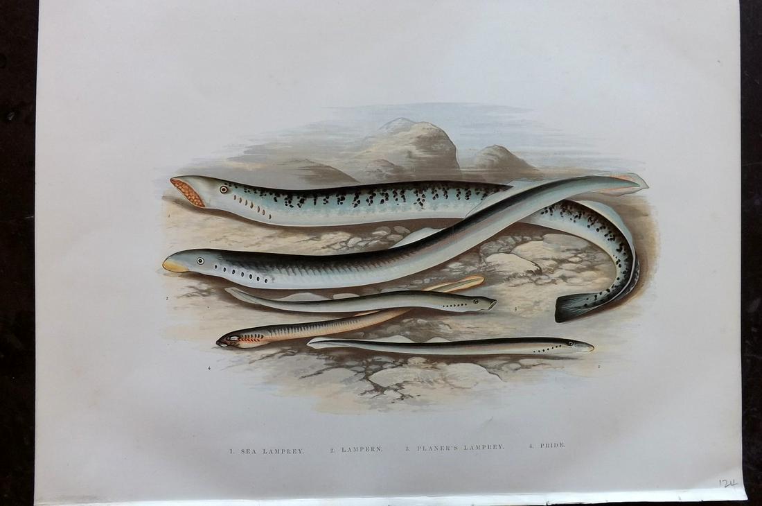 Houghton, William 1879 Folio Fish Print. Lamprey (1 of 2)