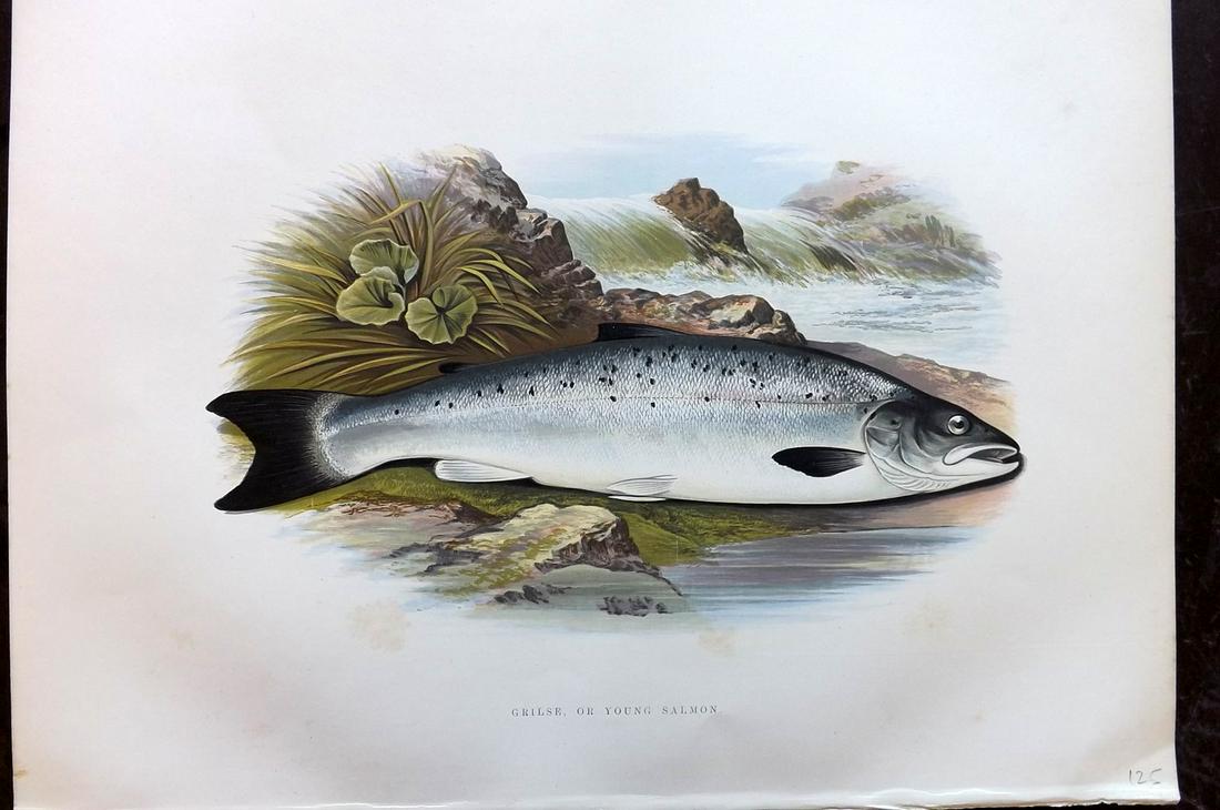 Houghton, William 1879 Folio Fish Print. Young Salmon (1 of 2)