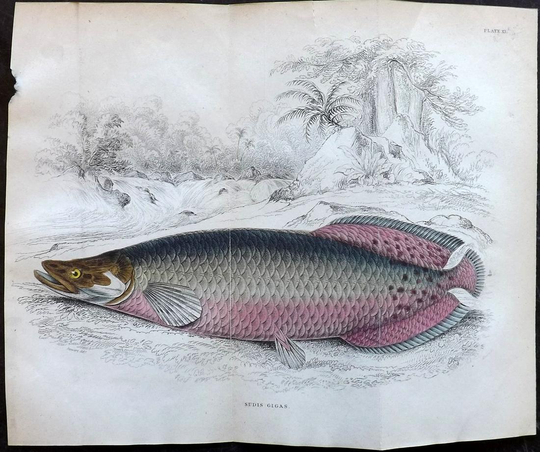 Jardine, William 1885 Hand Col Fish Print. Double (1 of 2)