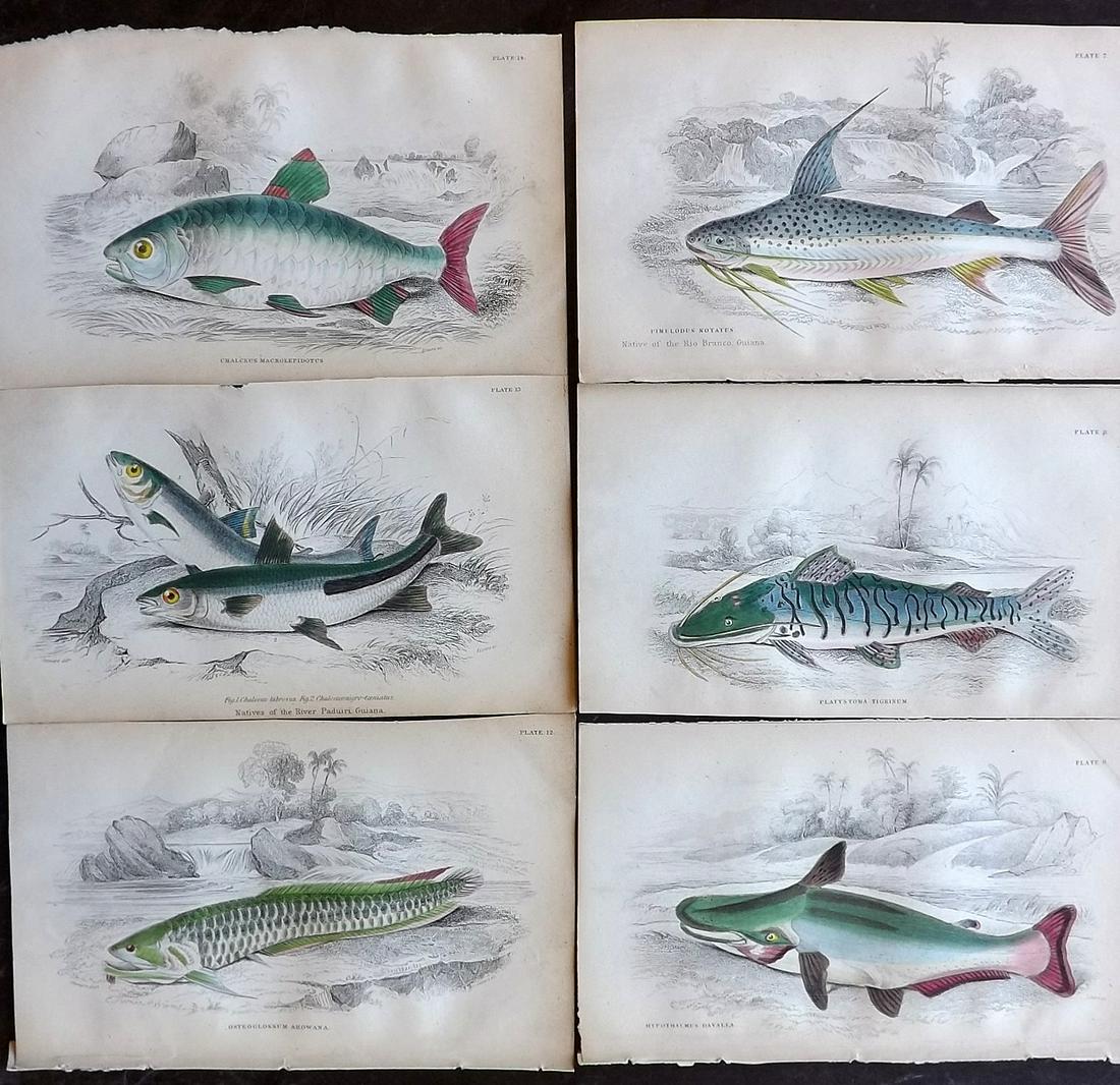 Jardine, William 1885 Lot of 6 Hand Col Fish Prints (1 of 2)
