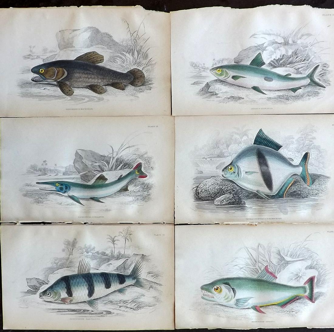 Jardine, William 1885 Lot of 6 Hand Col Fish Prints (1 of 2)