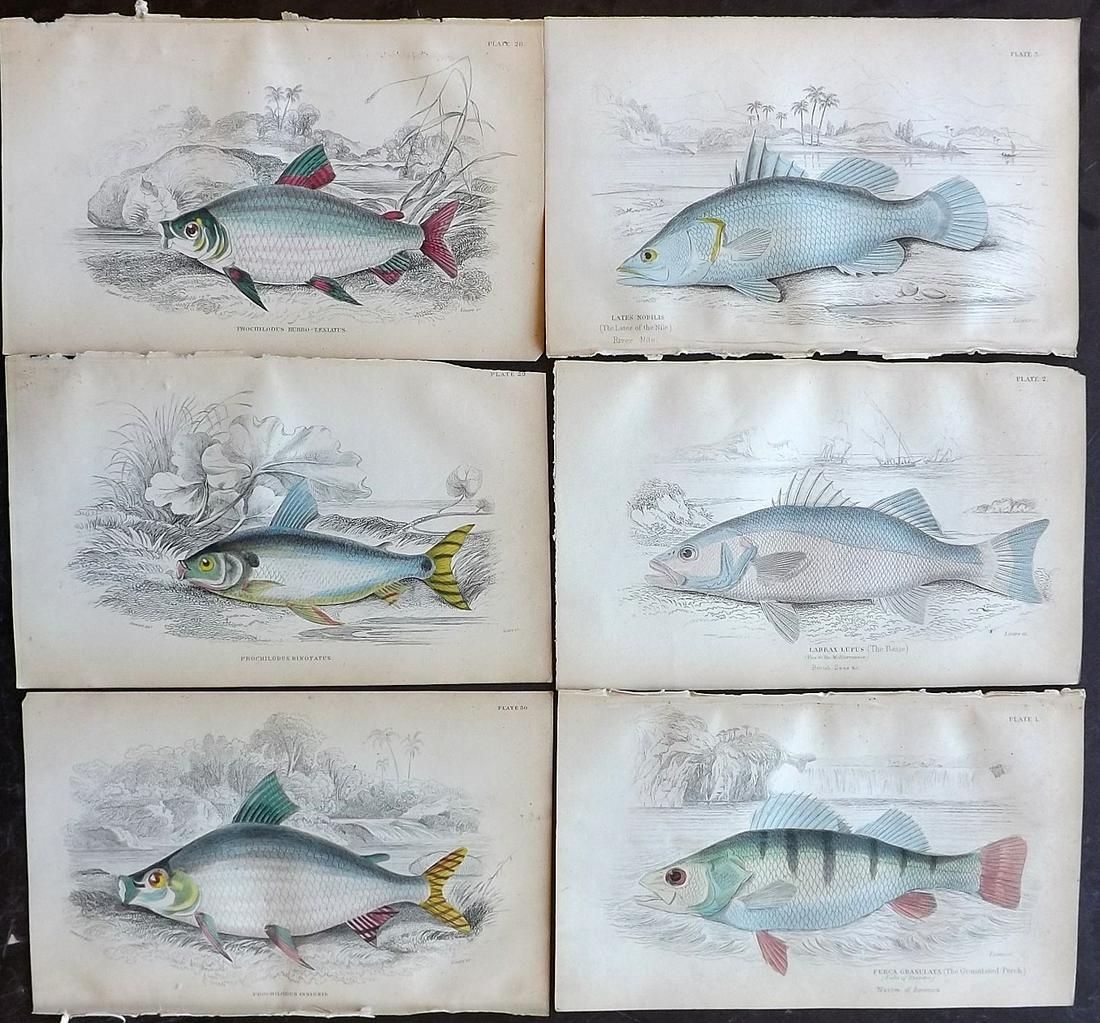 Jardine, William 1885 Lot of 6 Hand Col Fish Prints (1 of 2)