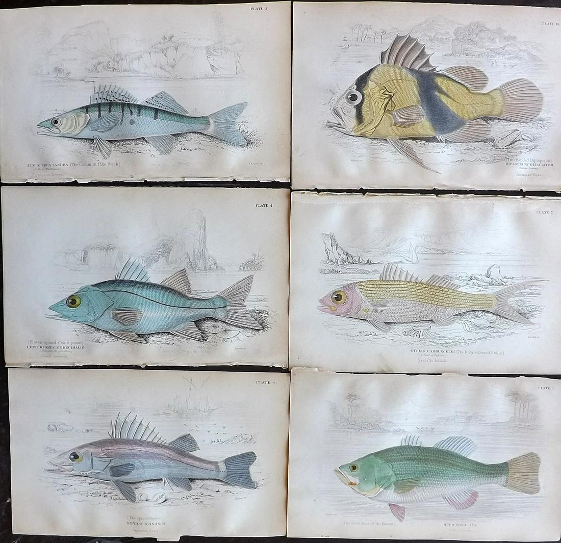 Jardine, William 1885 Lot of 6 Hand Col Fish Prints (1 of 2)