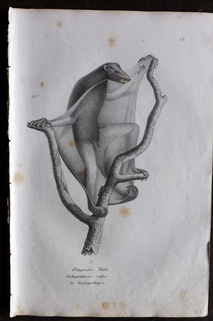 Schinz & Brodtmann 1827 Folio Print. Flying Squirrel: Folio Lithograph Published Zurich 1827 for "Naturhistorische Abbildungen der Saeugethiere" by Heinrich Rudolph Schinz. Lithographed by Karl Joseph Brodtmann. Paper Size: 13 x 9.5 inch (33 x 24cm) Some