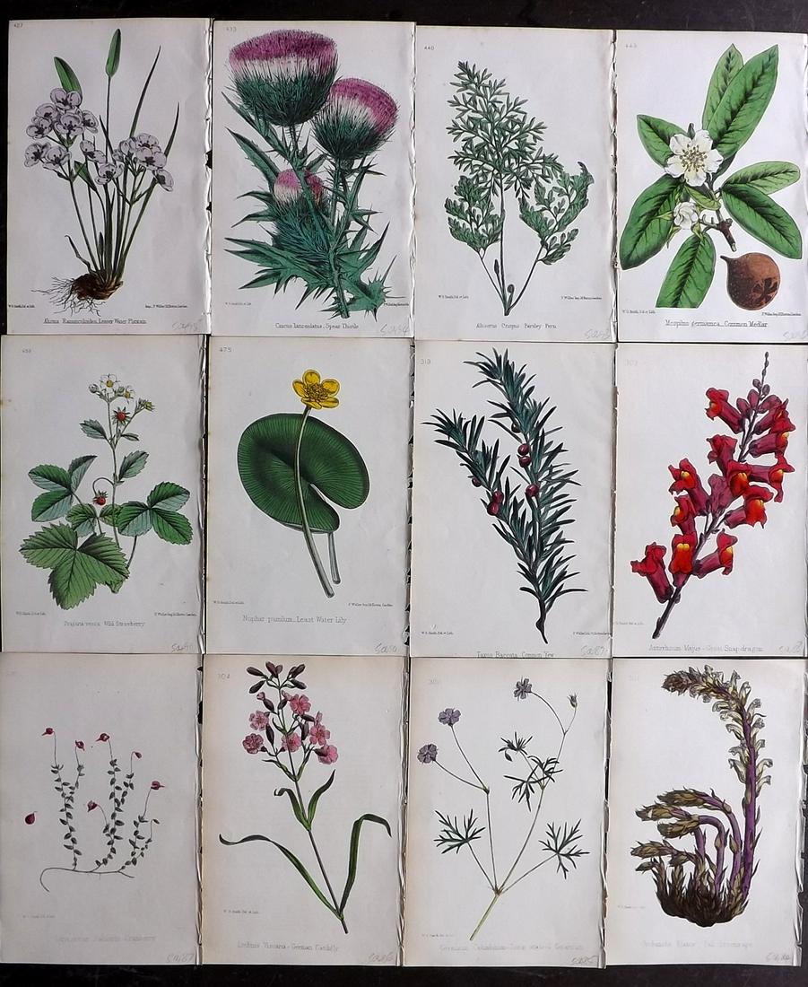 Hogg & Johnson C1870 Lot of 12 HCol Botanical Prints: Hand Coloured Lithographs Published 1863-1880, London for "The Wild Flowers of Great Britain" by Robert Hogg & George W. Johnson. Paper Size: 9 x 5.5 inch (23 x 14cm) Good Condition