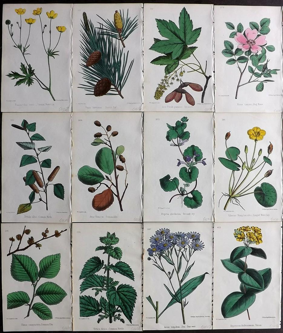 Hogg & Johnson C1870 Lot of 12 HCol Botanical Prints: Hand Coloured Lithographs Published 1863-1880, London for "The Wild Flowers of Great Britain" by Robert Hogg & George W. Johnson. Paper Size: 9 x 5.5 inch (23 x 14cm) Good Condition