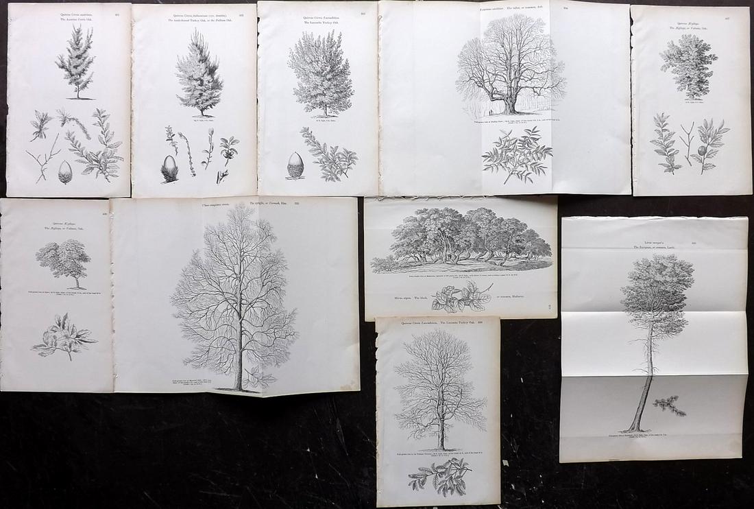 Loudon, John 1844 Lot of 10 Antique Tree Prints: Woodblocks Published 1844, London for "Arboretum et Fruticetum Britannicum; or, The Trees and Shrubs of Britain" by John Claudius Loudon. Good Paper, reverse side blank. Paper Size: 8.5 x 5.5 inch (22
