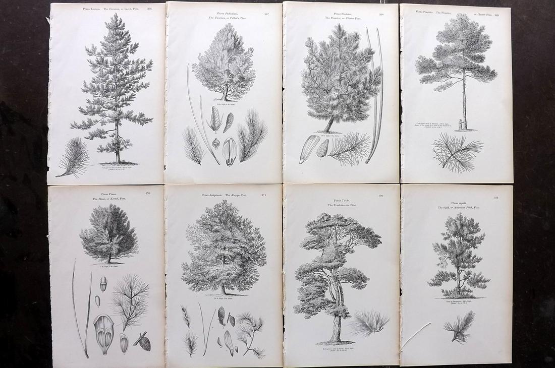 Loudon, John 1844 Lot of 8 Antique Tree Prints: Woodblocks Published 1844, London for "Arboretum et Fruticetum Britannicum; or, The Trees and Shrubs of Britain" by John Claudius Loudon. Good Paper, reverse side blank. Paper Size: 8.5 x 5.5 inch (22