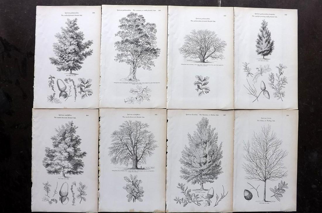 Loudon, John 1844 Lot of 8 Antique Tree Prints: Woodblocks Published 1844, London for "Arboretum et Fruticetum Britannicum; or, The Trees and Shrubs of Britain" by John Claudius Loudon. Good Paper, reverse side blank. Paper Size: 8.5 x 5.5 inch (22