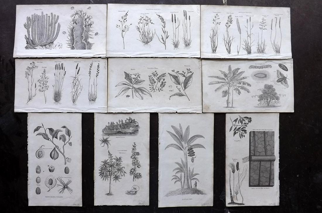 Shaw, Simeon 1823 Lot of 10 Botanical Prints: Copper Plates Published 1823, London for "Nature Displayed in the Heavens, and on the Earth" by Simeon Shaw. Paper Size: 8 x 4.5 inch (20 x 12cm) Minor toning, otherwise good condition