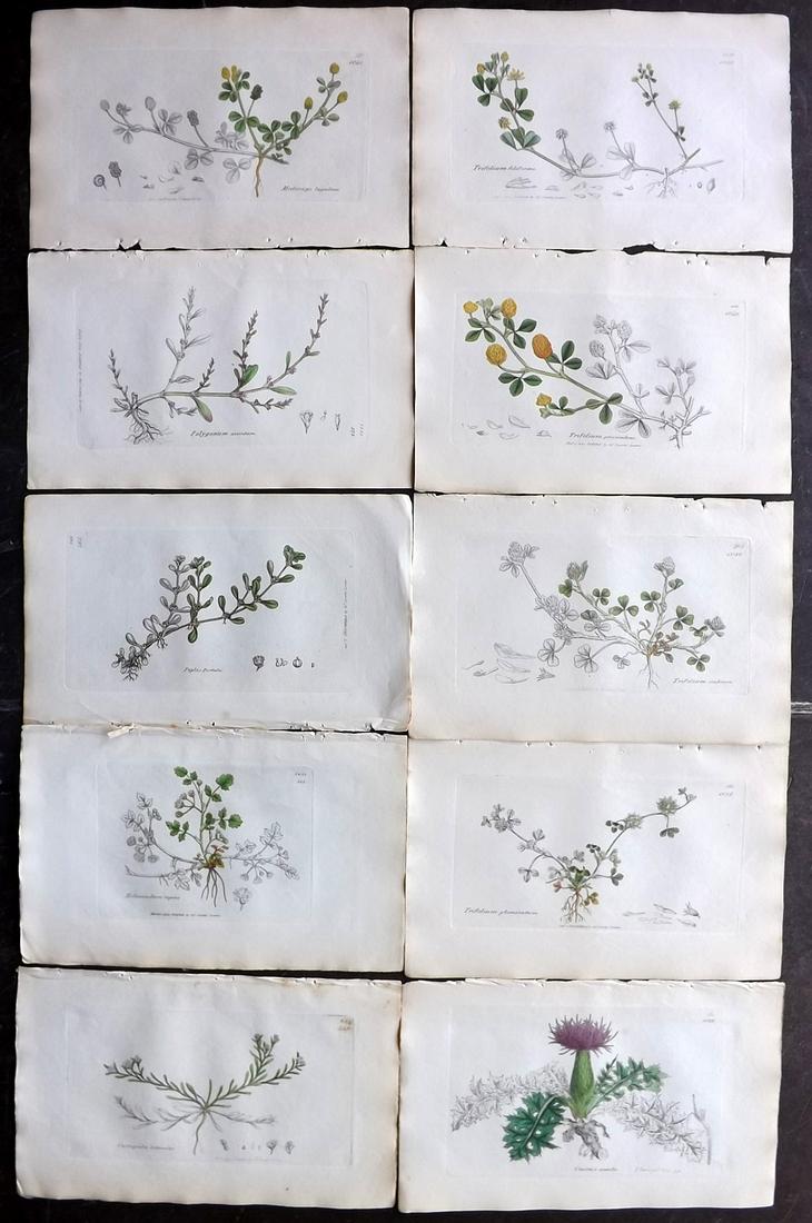 Sowerby, James 1836 Lot of 10 Part HCol Botanical: Partial Hand Coloured Etchings only (as issued) Published London, 1832-46 for "English Botany; or, Coloured Figures of British Plants…" Second Edition by James Sowerby and Edward Smith. Paper Size: 