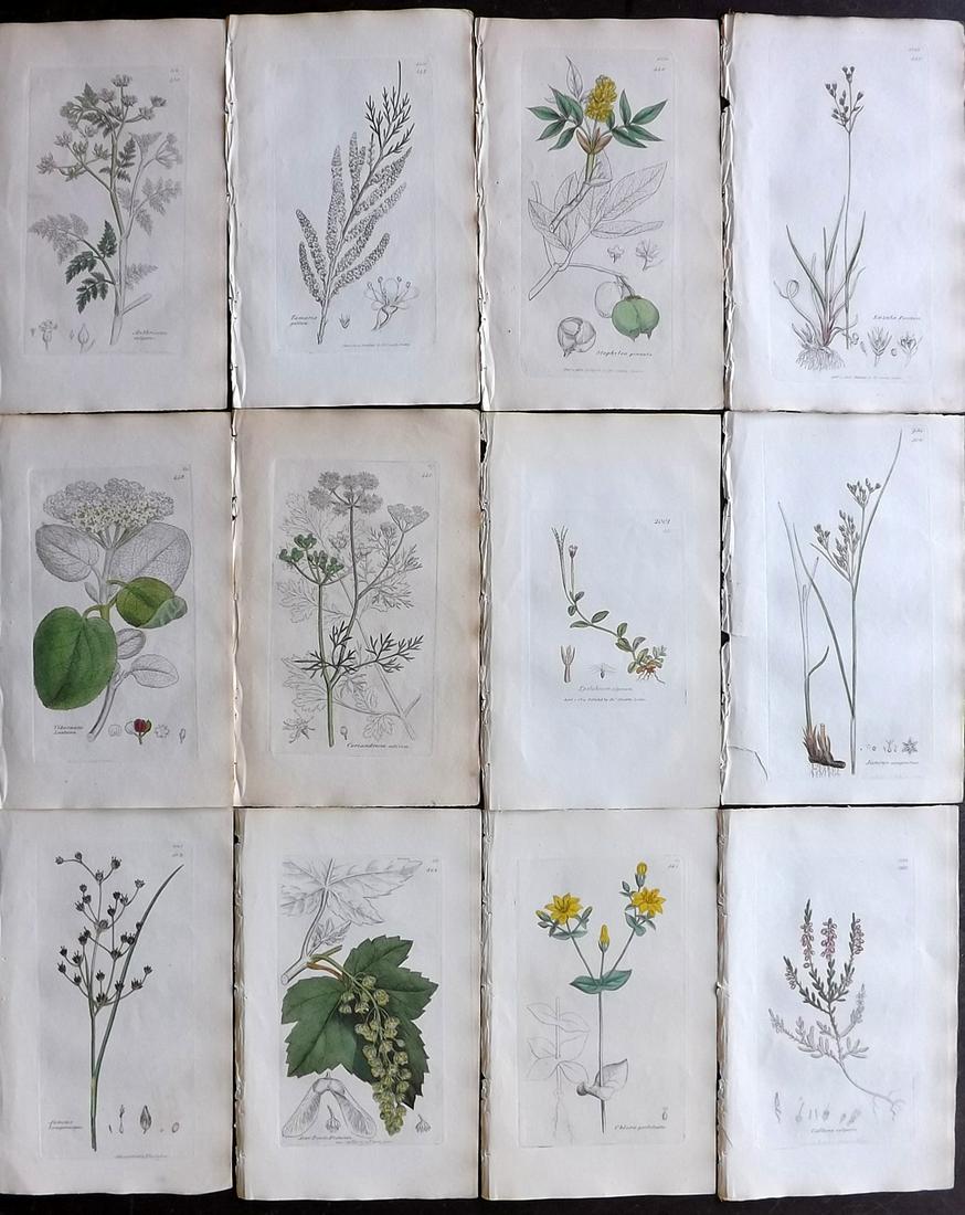 Sowerby, James 1836 Lot of 12 Part HCol Botanical: Partial Hand Coloured Etchings only (as issued) Published London, 1832-46 for "English Botany; or, Coloured Figures of British Plants…" Second Edition by James Sowerby and Edward Smith. Paper Size: 