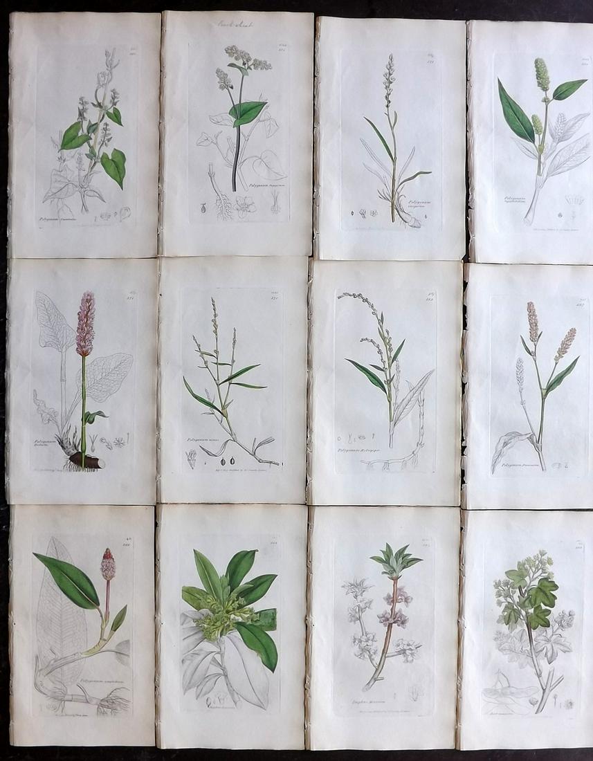 Sowerby, James 1836 Lot of 12 Part HCol Botanical: Partial Hand Coloured Etchings only (as issued) Published London, 1832-46 for "English Botany; or, Coloured Figures of British Plants…" Second Edition by James Sowerby and Edward Smith. Paper Size: 