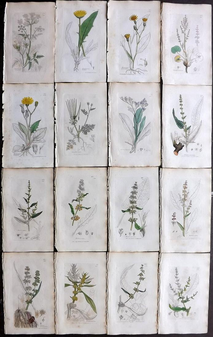 Sowerby, James 1836 Lot of 16 Part HCol Botanical: Partial Hand Coloured Etchings only (as issued) Published London, 1832-46 for "English Botany; or, Coloured Figures of British Plants…" Second Edition by James Sowerby and Edward Smith. Paper Size: 