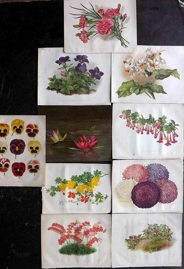 The Garden 1878-94 Lot of 10 Botanical Prints: Chromolithographs Published 1872-1927, London for "The Garden. An Illustrated Weekly Journal of Horticulture in all its Branches" Edited by William Robinson and others. Paper Size: 11.5 x 9 inch (29 x