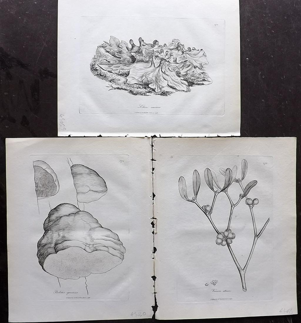 Woodville, William 1794 Lot of 3 Botanical Prints (1 of 2)