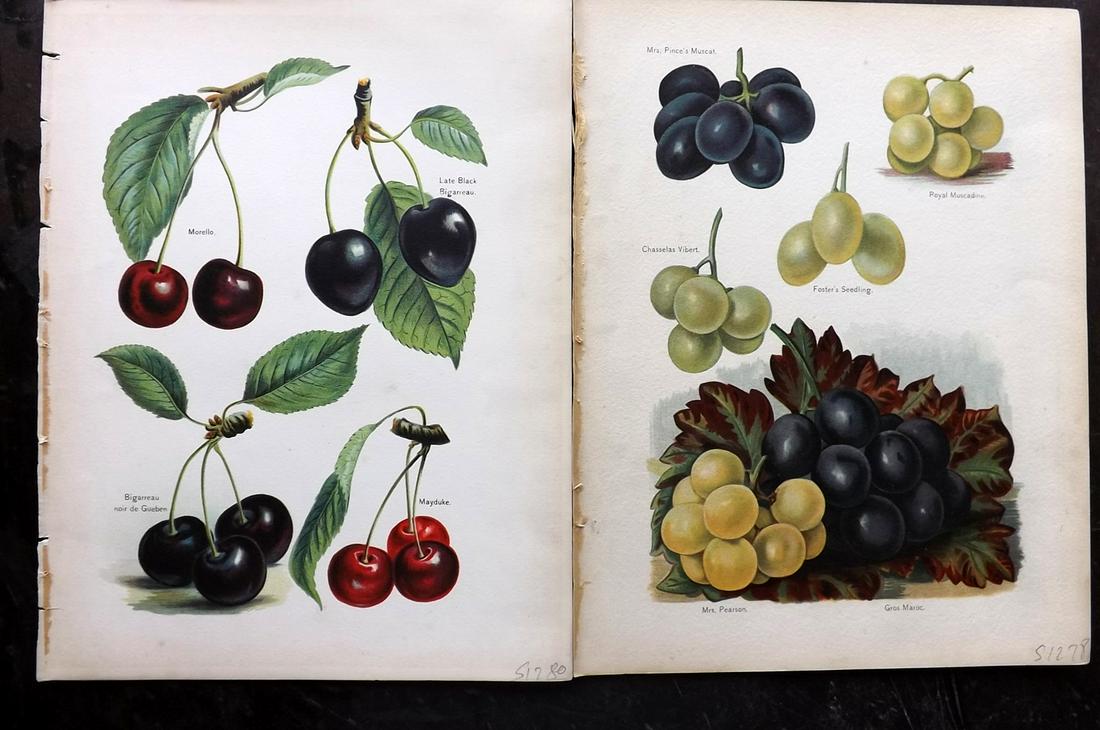 Wright, John 1890's Pair Fruit Prints. Grapes Cherries: Chromolithographs Published 1890-4 by J.S. Virtue & Co, London for "The Fruit Growers Guide" First Edition by John Wright. Paper Size: 11 x 8.5 inch (28 x 22cm) Very minor margin toning, otherwise fin