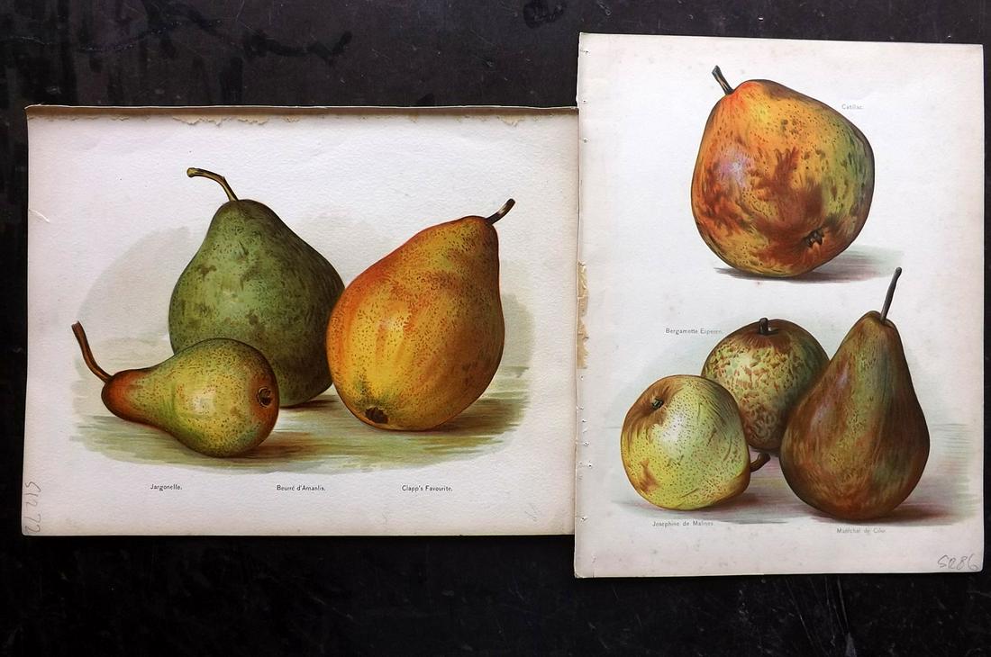 Wright, John 1890's Pair of Fruit Prints. Pears: Chromolithographs Published 1890-4 by J.S. Virtue & Co, London for "The Fruit Growers Guide" First Edition by John Wright. Paper Size: 11 x 8.5 inch (28 x 22cm) Very minor margin toning, otherwise fin