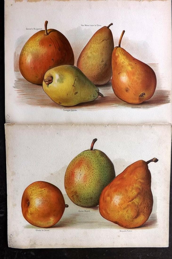 Wright, John 1890's Pair of Fruit Prints. Pears: Chromolithographs Published 1890-4 by J.S. Virtue & Co, London for "The Fruit Growers Guide" First Edition by John Wright. Paper Size: 11 x 8.5 inch (28 x 22cm) Very minor margin toning, otherwise fin