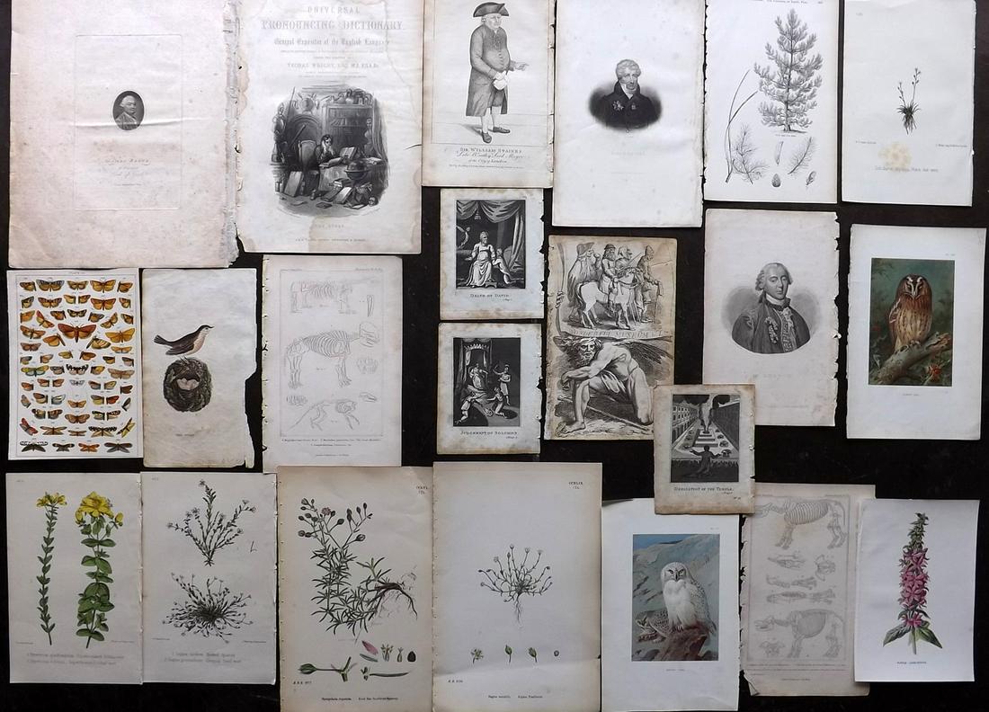 Mixed Prints 19th Cent. Lot of 20 Engravings & Lithos: Incl Birds, Natural History, Botanical, Religious and Portraits. Paper Size: Up to 11.5 x 9 inch (29 x 23cm) Some faults, many in good condition.