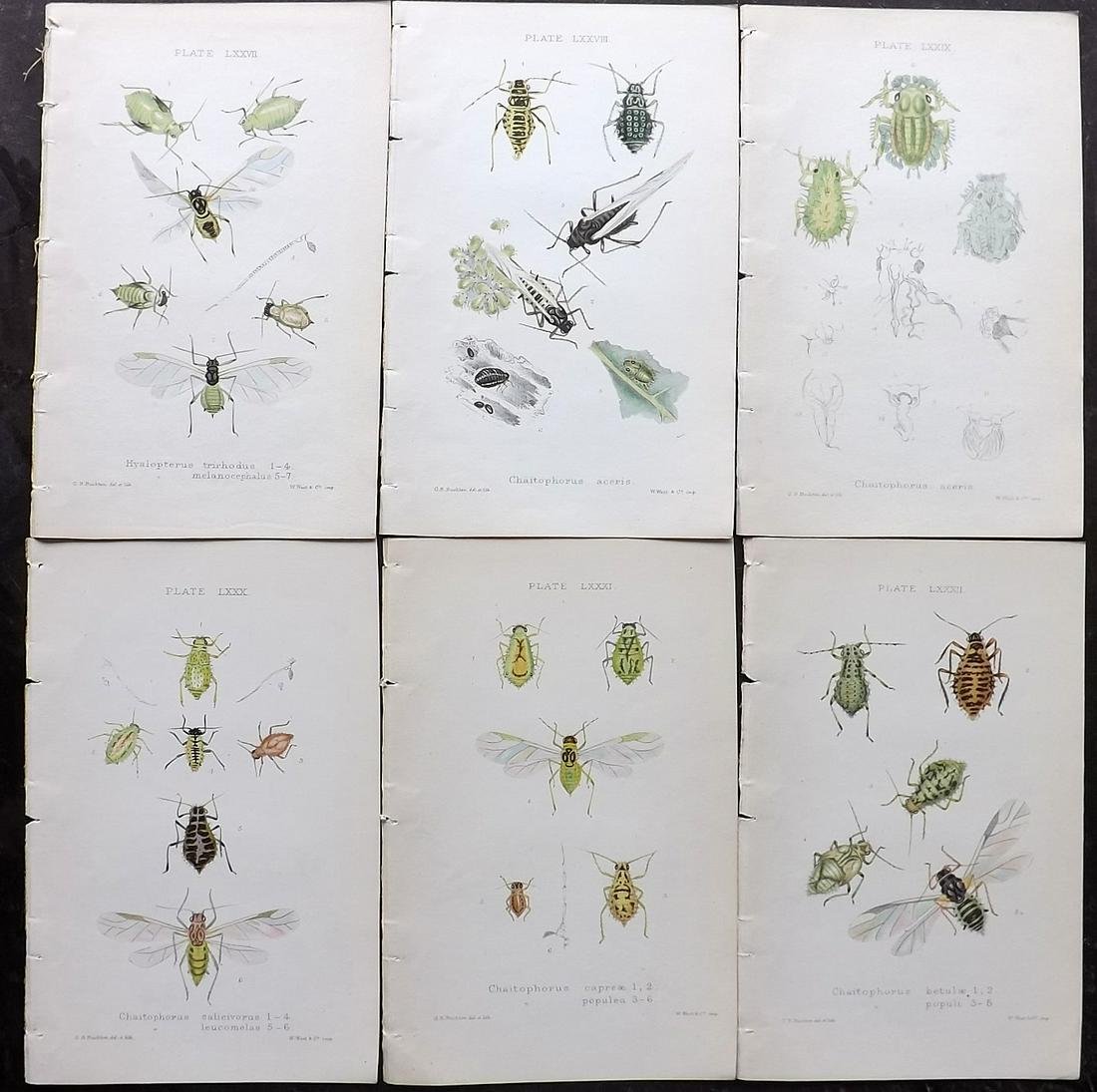 Buckton, George 1883 Lot of 6 Hand Col Insect Prints (1 of 2)