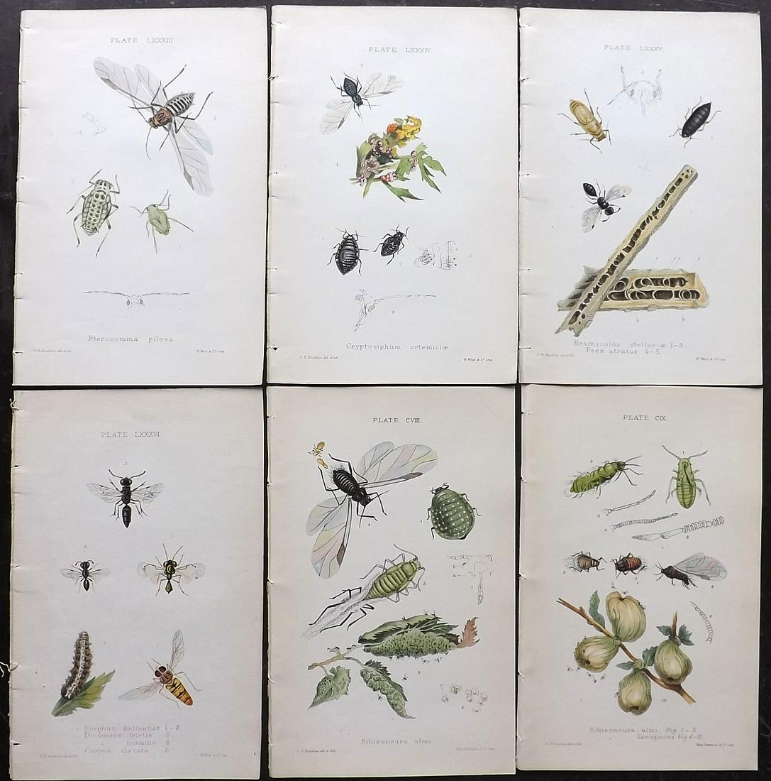 Buckton, George 1883 Lot of 6 Hand Col Insect Prints: Hand Colored Lithographs Published 1876-83, London for "Monograph of the British Aphides" by George Bowdler Buckton. Paper Size: 8.5 x 5.5 inch (22 x 14cm) Good Condition