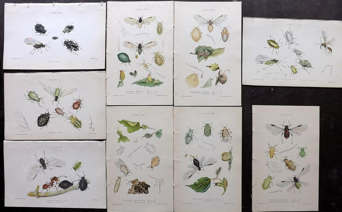 Buckton, George 1883 Lot of 9 Hand Col Insect Prints (1 of 2)