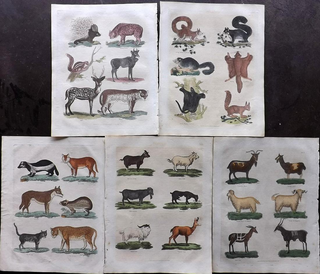 Buffon & Smellie C1821 Lot of 5 Hand Col Mammal Prints: Hand Colored Copper Plate Published C1821 by Thomas Kelly, London for "A Natural History, General and Particular..." by The Comte de Buffon and William Smellie. Paper Size: 10 x 8 inch (26 x 21cm) Min