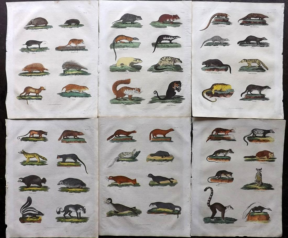 Buffon & Smellie C1821 Lot of 6 Hand Col Mammal Prints: Hand Colored Copper Plate Published C1821 by Thomas Kelly, London for "A Natural History, General and Particular..." by The Comte de Buffon and William Smellie. Paper Size: 10 x 8 inch (26 x 21cm) Min
