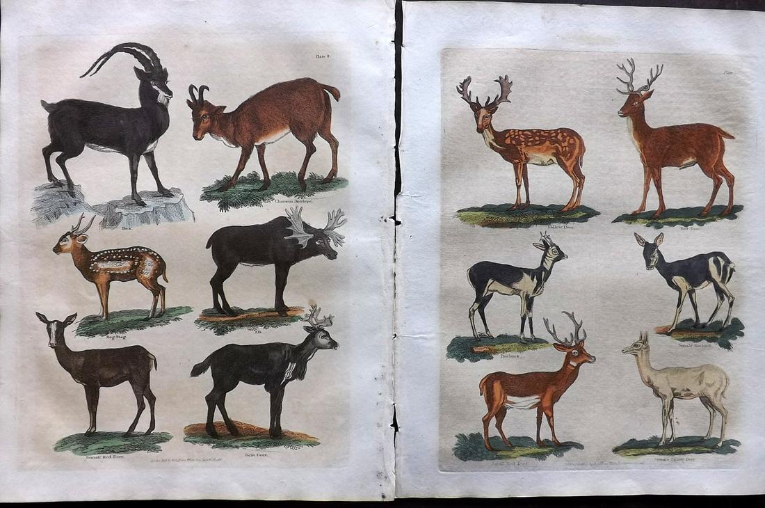 Buffon & Smellie C1821 Pair of Hand Col Deer Prints: Hand Colored Copper Plate Published C1821 by Thomas Kelly, London for "A Natural History, General and Particular..." by The Comte de Buffon and William Smellie. Paper Size: 10 x 8 inch (26 x 21cm) Min