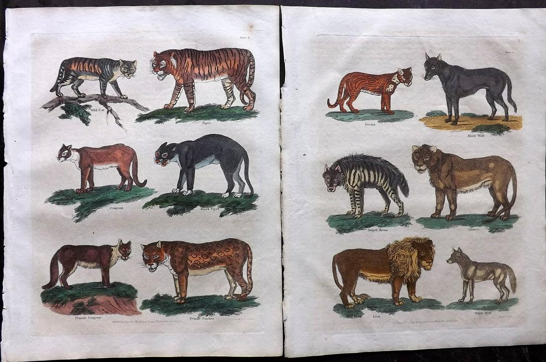 Buffon & Smellie C1821 Pair of Hand Col Prints. Big: Hand Colored Copper Plate Published C1821 by Thomas Kelly, London for "A Natural History, General and Particular..." by The Comte de Buffon and William Smellie. Paper Size: 10 x 8 inch (26 x 21cm) Min